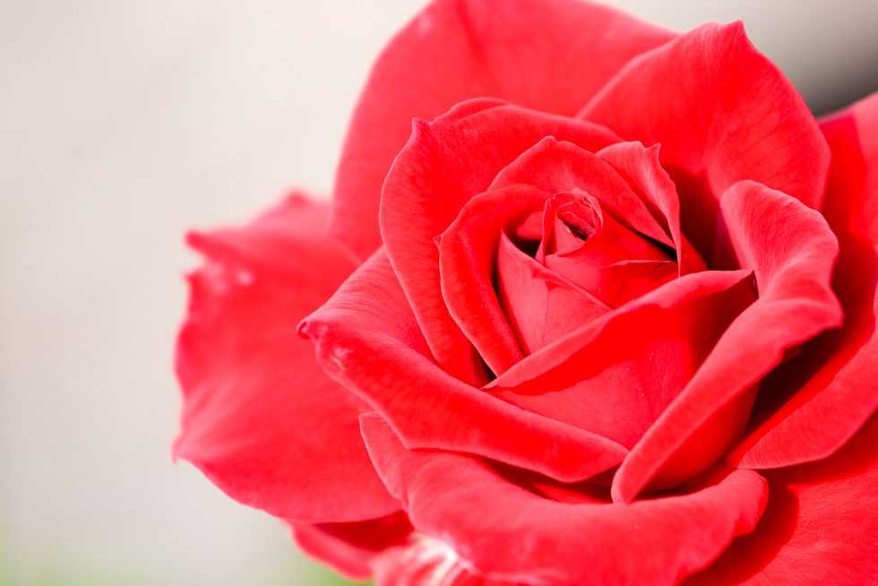 第4回 薔薇の写真展 の大賞作品 カフェrosa薔薇館 名古屋市天白区 ギャラリーカフェ 第4回 薔薇の写真展 の大賞作品 カフェrosa薔薇館 名古屋市天白区 ギャラリーカフェ